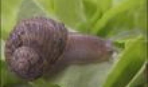 19-07-2008: Championnat du monde de course d'escargots